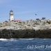 lighthouse_island_seal_machias_h_2229_can1347.jpg